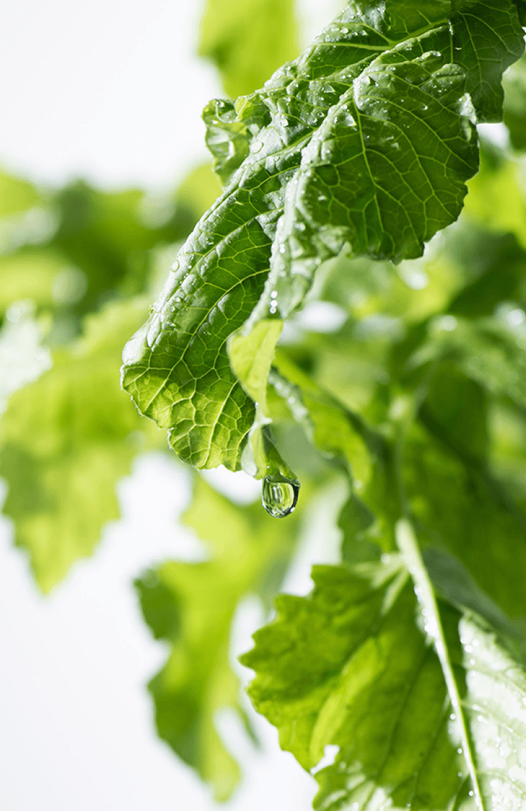 野菜1