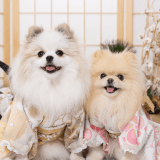 ワンちゃんのアイコン