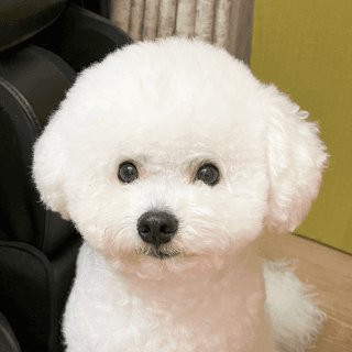 ワンちゃんのアイコン