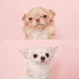 ワンちゃんのアイコン