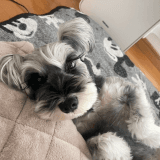 ワンちゃんのアイコン