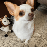 ワンちゃんのアイコン