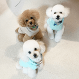 ワンちゃんのアイコン