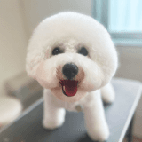 ワンちゃんのアイコン