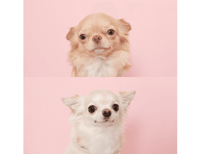 ワンちゃんの画像