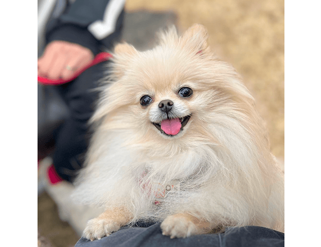ワンちゃんの画像