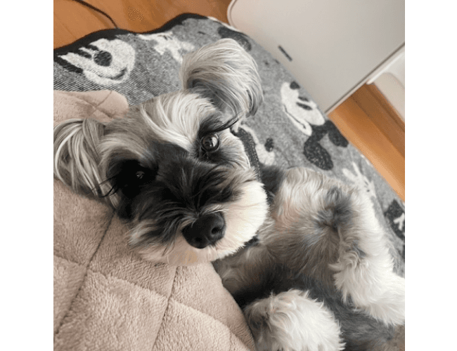 ワンちゃんの画像