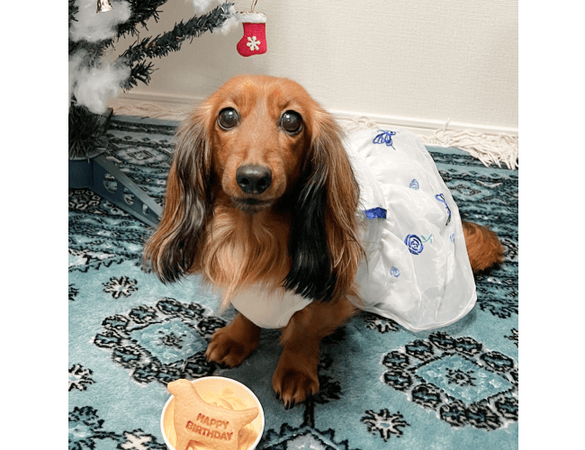 ワンちゃんの画像