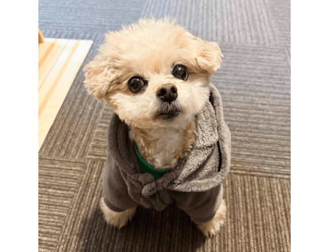 ワンちゃんの画像
