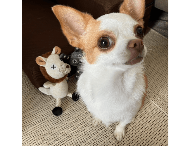 ワンちゃんの画像