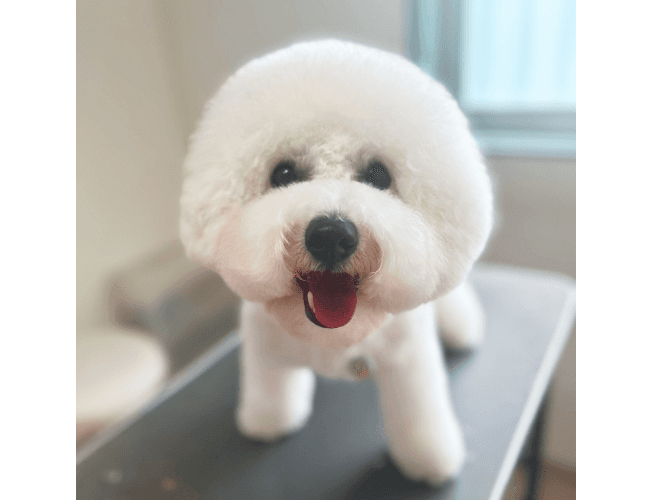 ワンちゃんの画像